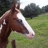 cowgirlk